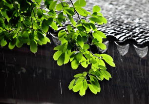 梅雨季节，养殖塘易发病害