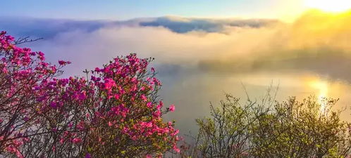 杜鹃花开，寓意坚韧与希望