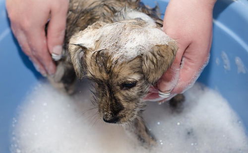 犬病口服液能治疗哪些犬类疾病？其具体功效有哪些？