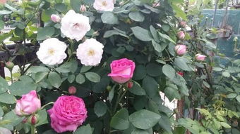 气候与花朵的舞蹈