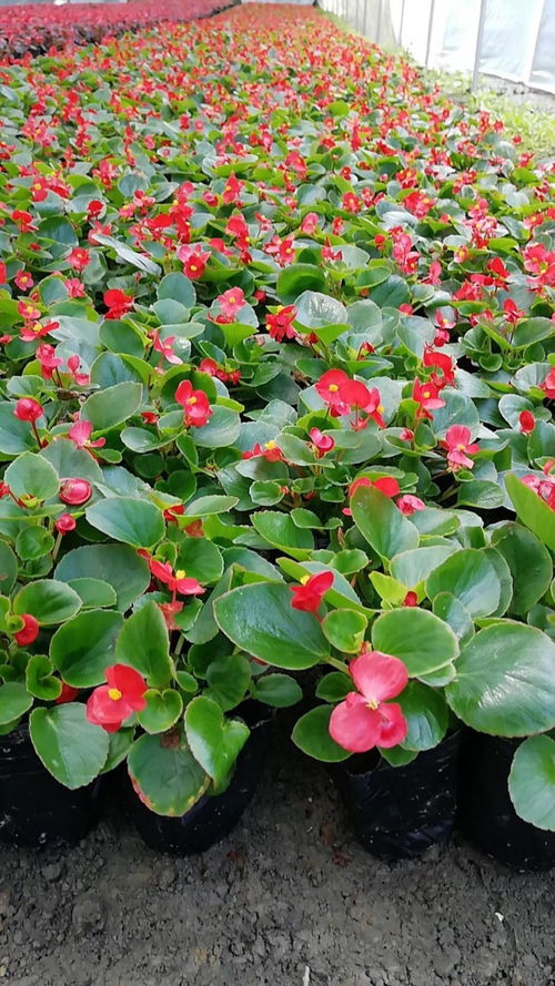 花名搞混？来了解一下比格海棠和四季海棠的区别吧！