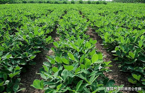 盛花期控旺， 过早过晚dou不行