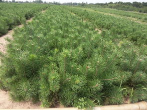 油松花粉的“三六九等”