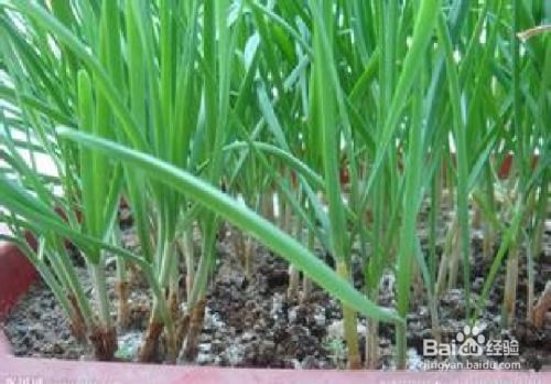 撒播要领：混合3倍细沙均匀播撒， 防止堆积烂芽