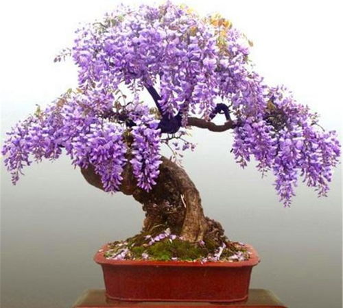 紫藤盆景制作：选种、修剪、造型