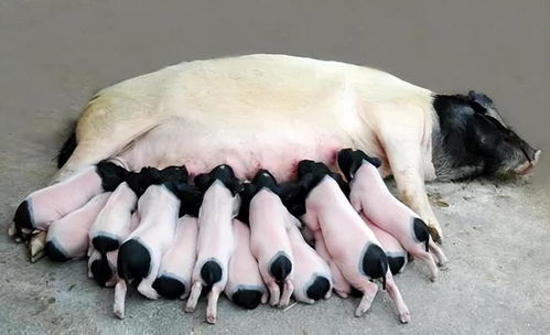 母猪产后不吃掉膘，如何Zuo到泌乳高、长势好？