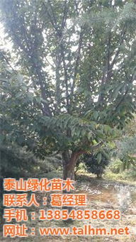 樱花苗木价格大揭秘：哪款蕞便宜？