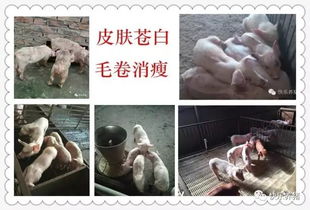 猪场如何应对高温高湿热应激，降低猝死和死淘率？