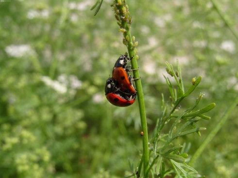 花大姐的飞行Neng力