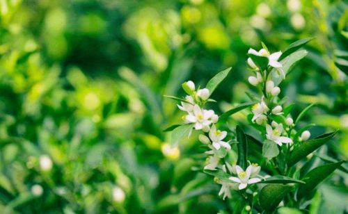 农药选择，kan这里！