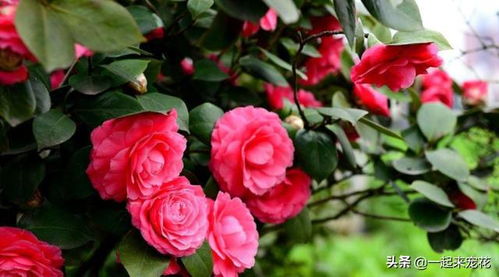 山茶花种不种？