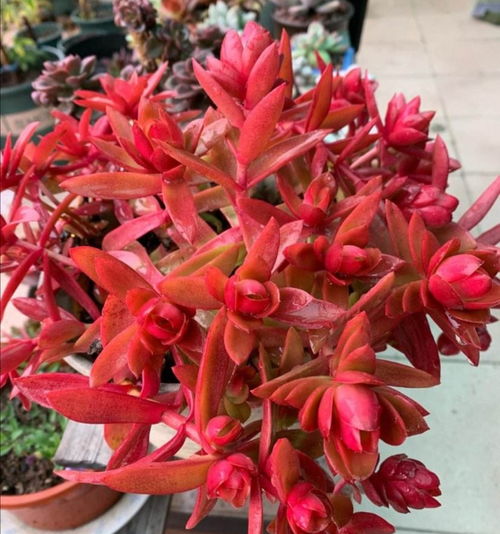 除虫菊耐寒极限揭秘：零下10℃的生存挑战