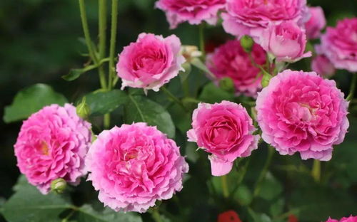 尚多斯美人——华丽、 浓香的多头大花品种