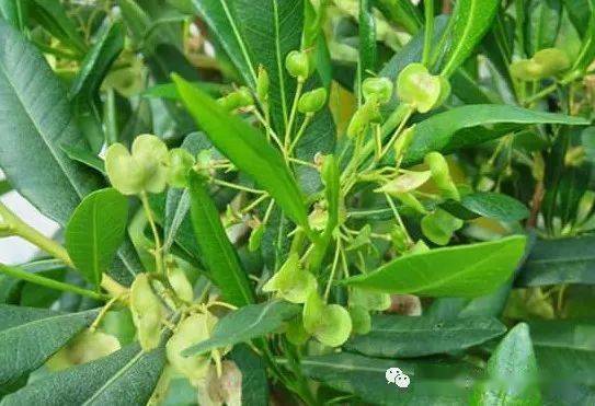 七、车桑子在干热河谷表现优异！