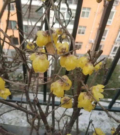 秋天开花的植物大盘点