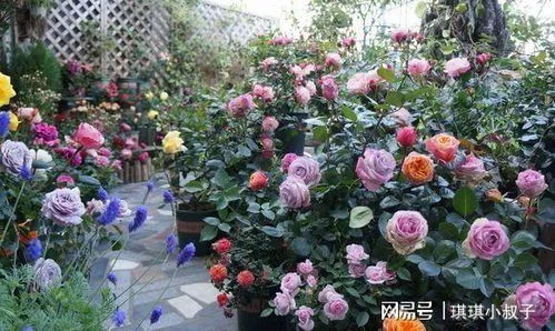 分辨月季苗的真假