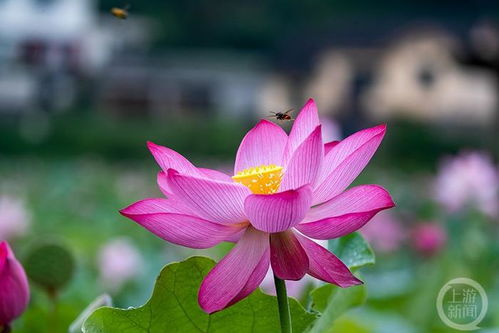 夏兰花，又名夏荷