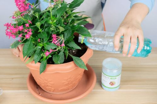 花多多2号使用方法及植物合理施肥技巧是什么