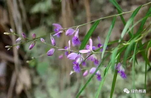 种子处理决定成败