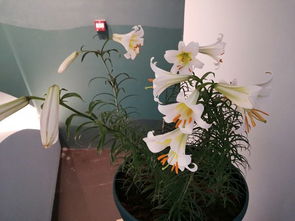 揭秘百合花的奇妙绽放：从生长条件到最佳开花时间！