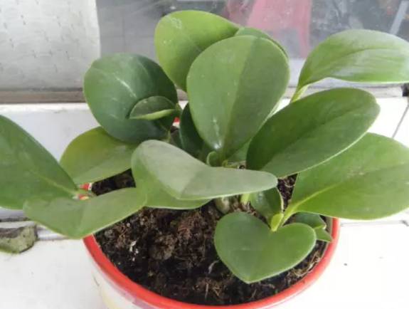 空气湿度过低，导致掉叶子