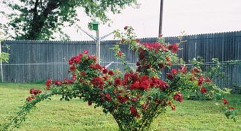 点石成金：金色的梦想