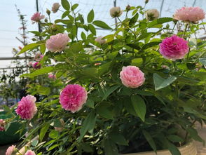 浇水不当， 问题多多，黑杆出现要小心