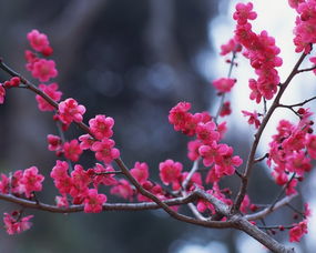 移栽时的注意事项