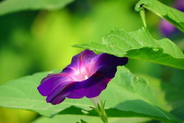第五站:牵牛花——夏日里的小喇叭