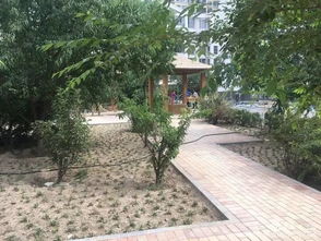 老旧小区绿化改过 选树种有讲究