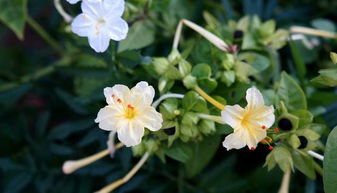 不怕暴晒的花卉：太阳花与石莲花