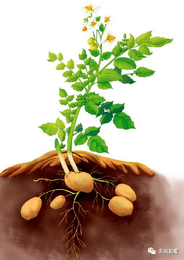 黄豆的破土而出