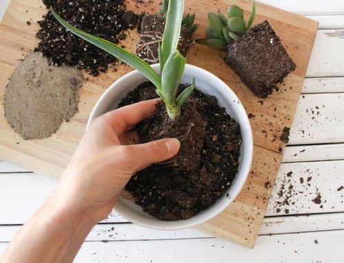 1. 选择合适的盆子