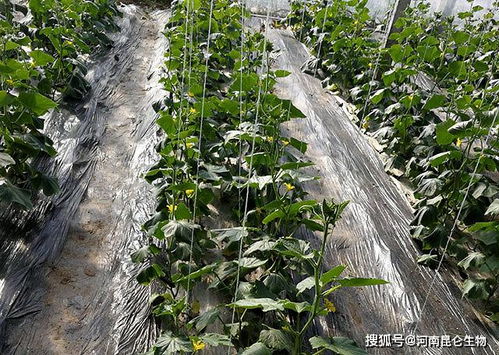 浇水要讲究方法