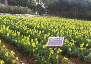 海南台风季， 种花也要讲究抗风耐盐碱