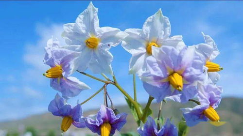 四十岁， 绽放美丽新篇章