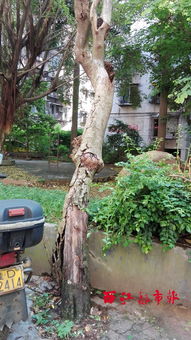 让树木快速枯萎的方法