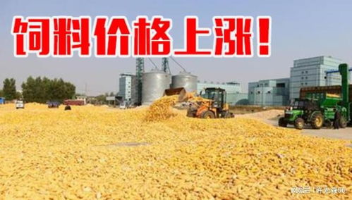 提高断奶日龄，降低饲料成本