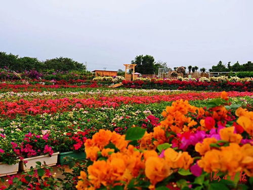 海口古草本花卉：唤醒侨乡记忆的绿色使者