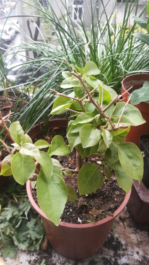 名字奇特， 种植有趣