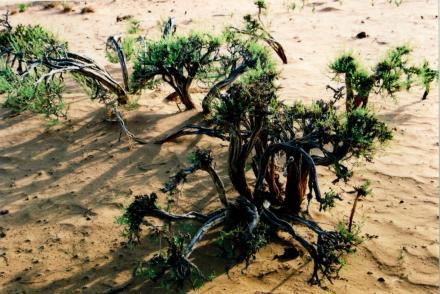植物在极端恶劣环境下的生存奇术