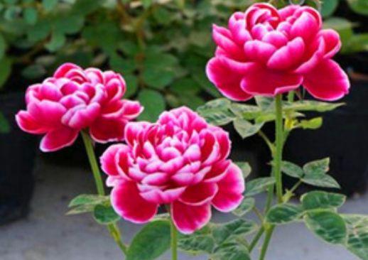 月季花为什么冬天开的小了？