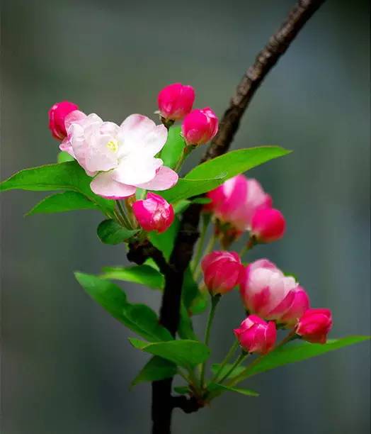 石榴花开果熟两季美，最佳观赏期！