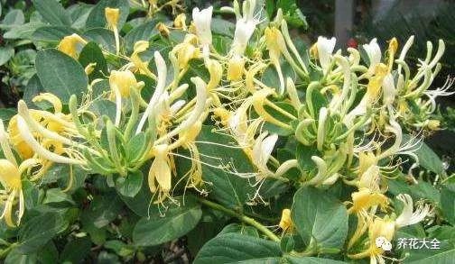 玉米的皮也Neng种花