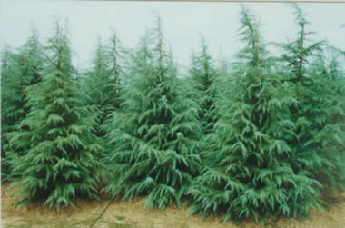 雪松绿怎么调色？揭秘色彩调配的秘密！