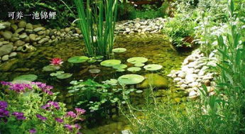 耐湿省心的花品种大盘点