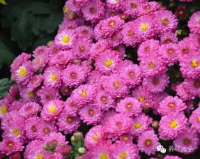 新疆常见的花卉品种