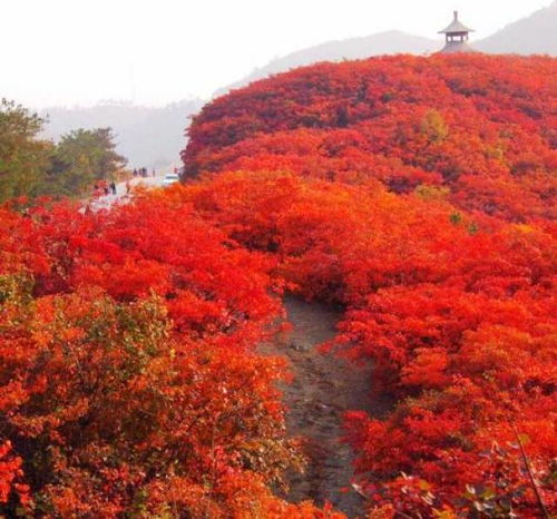 红叶杨：致富的绿色种子