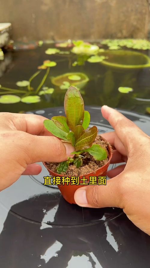 扦插水草，如何提高存活率
