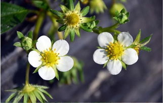 冬季花草种植心得分享
